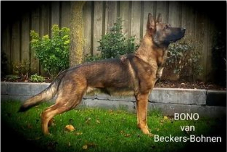 Bono van Beckers Bohnen